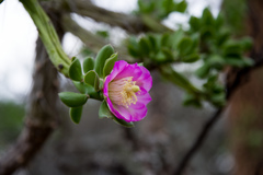 Quiabentia verticillata