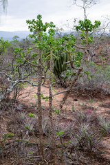 Quiabentia verticillata