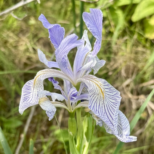 Central Coast iris (Iris longipetala)