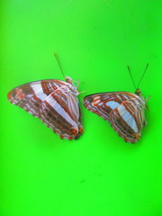 Adelpha iphiclus