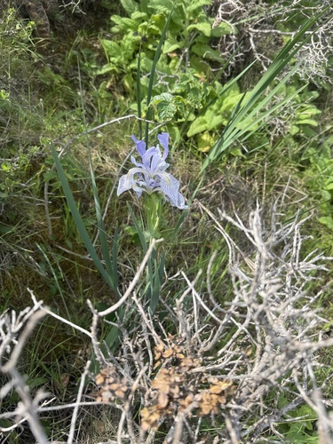Iris longipetala, photograph 1