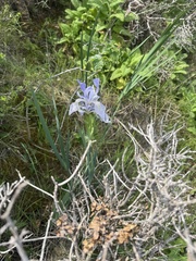 Iris longipetala, photograph (c) Karen Offereins, some rights reserved (CC BY)