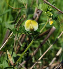 Vicia hybrida