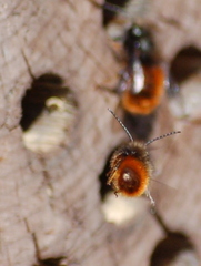 Osmia cornuta