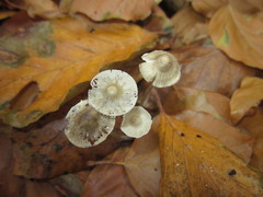 Mycena fagetorum