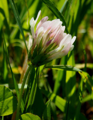 Trifolium clypeatum
