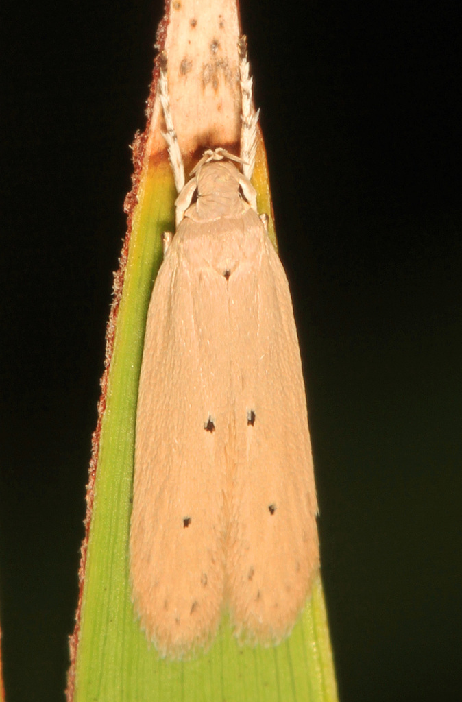Palm Leaf Skeletonizer