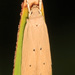 Palm Leaf Skeletonizer Moth - Photo (c) Judy Gallagher, some rights reserved (CC BY-SA), uploaded by Judy Gallagher