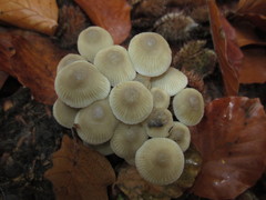 Mycena arcangeliana