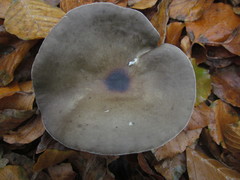 Melanoleuca polioleuca