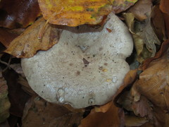 Melanoleuca polioleuca