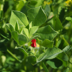 Lotus tetragonolobus
