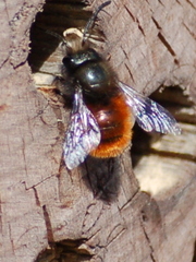 Osmia cornuta
