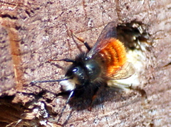 Osmia cornuta