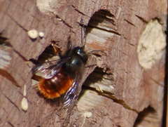 Osmia cornuta