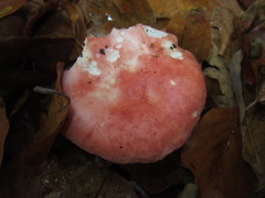 Russula silvestris