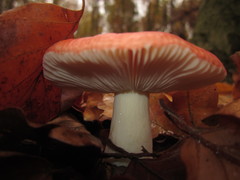 Russula silvestris