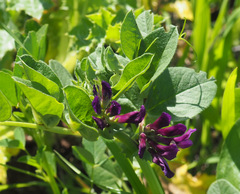 Vicia narbonensis