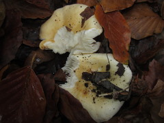 Russula fellea