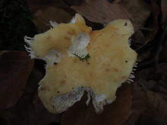 Russula fellea
