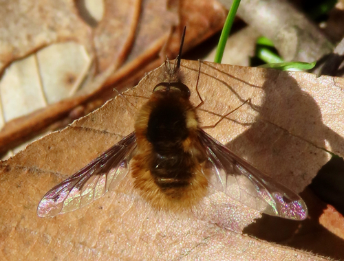 Unknown species found near Whiteoak Canyon Trail, Virginia, USA