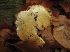 Russula fellea