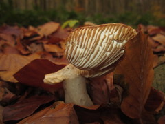 Russula fellea
