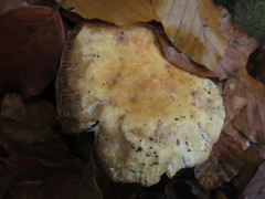 Russula fellea