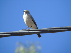 Muscisaxicola rufivertex