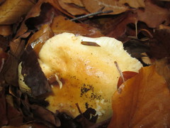 Russula fellea