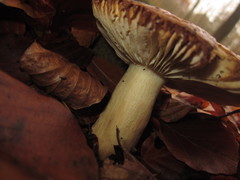 Russula fellea