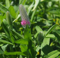 Trifolium purpureum