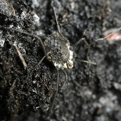 Ortholasma rugosum