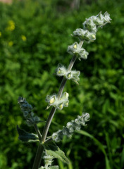 Salvia dominica