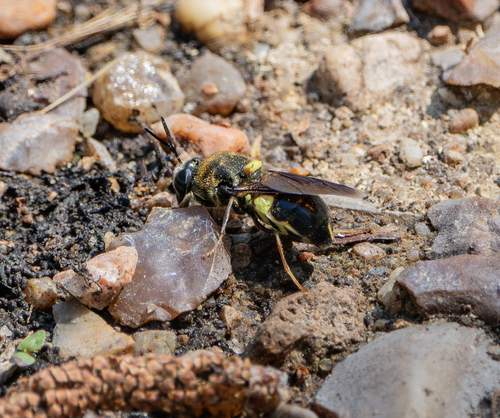 Unknown species found near Sheldon Lake State Park, Harris County, TX, USA