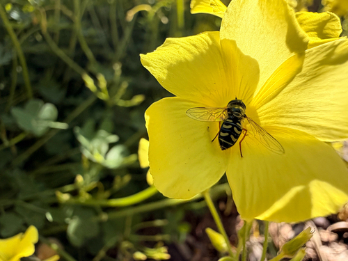 Unknown species found near College Ct, Union City, CA, US