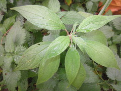 Parietaria officinalis