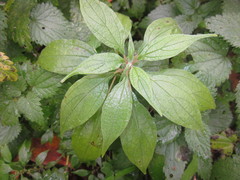 Parietaria officinalis