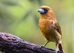 Prong-Billed Barbet photo 4