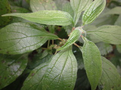 Parietaria officinalis