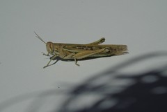 Schistocerca cancellata