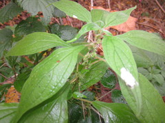Parietaria officinalis