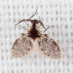 Lepiseodina conspicua