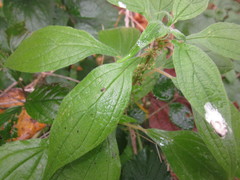 Parietaria officinalis