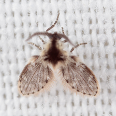 Lepiseodina conspicua