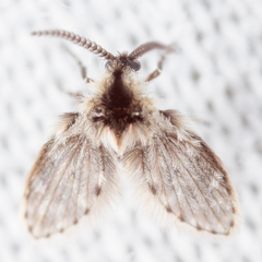 Lepiseodina conspicua
