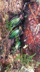 Carabus lineatus lateralis