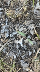Erythronium mesochoreum, photograph (c) diana schwartz, some rights reserved (CC BY)