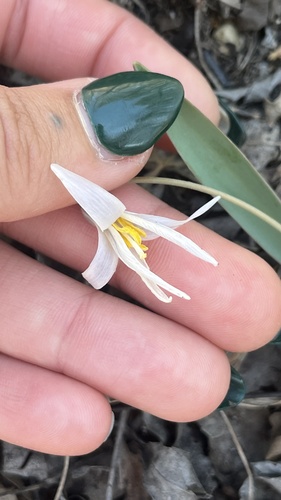 Midland Fawnlily (Erythronium mesochoreum)