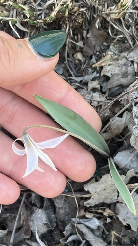 Erythronium mesochoreum, photograph 5